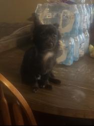 Lost Male Dog last seen Planz and Hst, Bakersfield, CA 93304