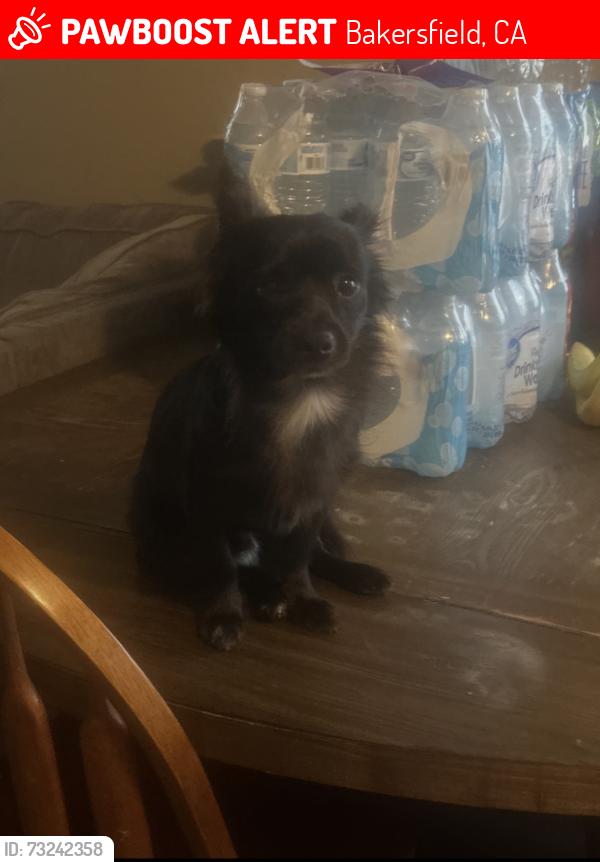 Lost Male Dog last seen Planz and Hst, Bakersfield, CA 93304