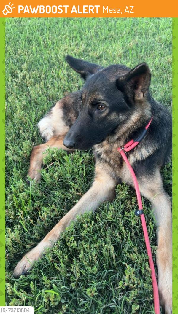 Found/Stray Female Dog last seen Southern Ave and S Pima St, Mesa, AZ 85210