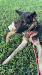 Found/Stray Female Dog last seen Southern Ave and S Pima St, Mesa, AZ 85210