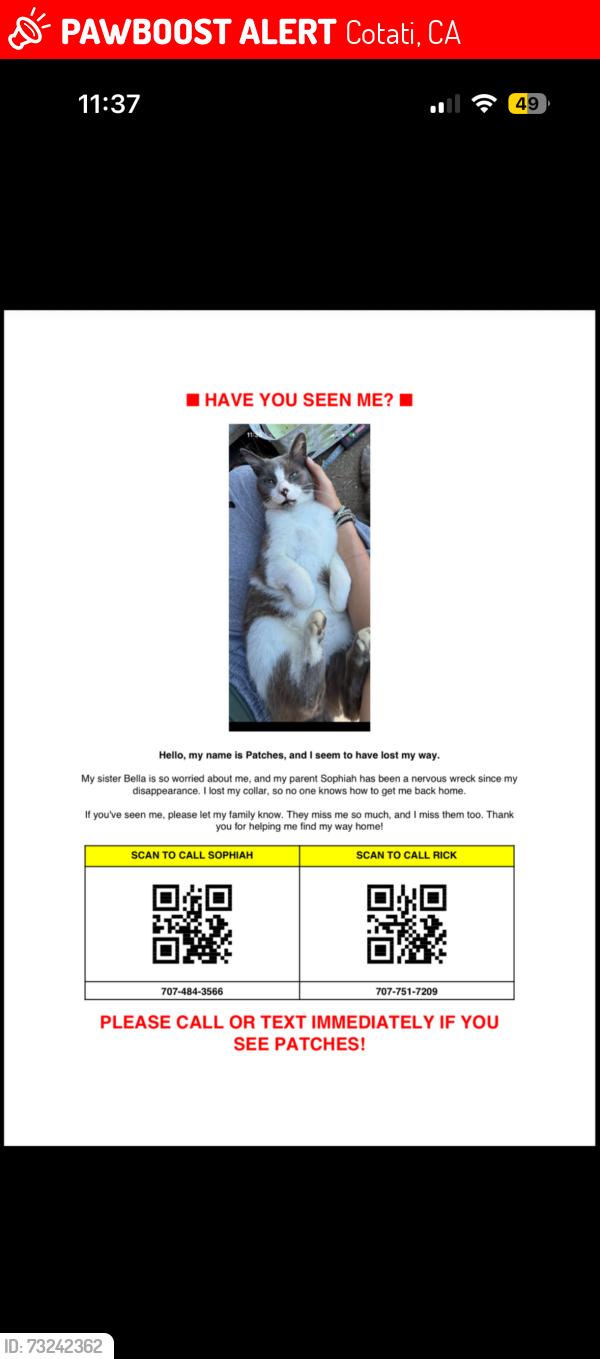 Lost Male Cat last seen East Cotati near M section, Cotati, CA 94931