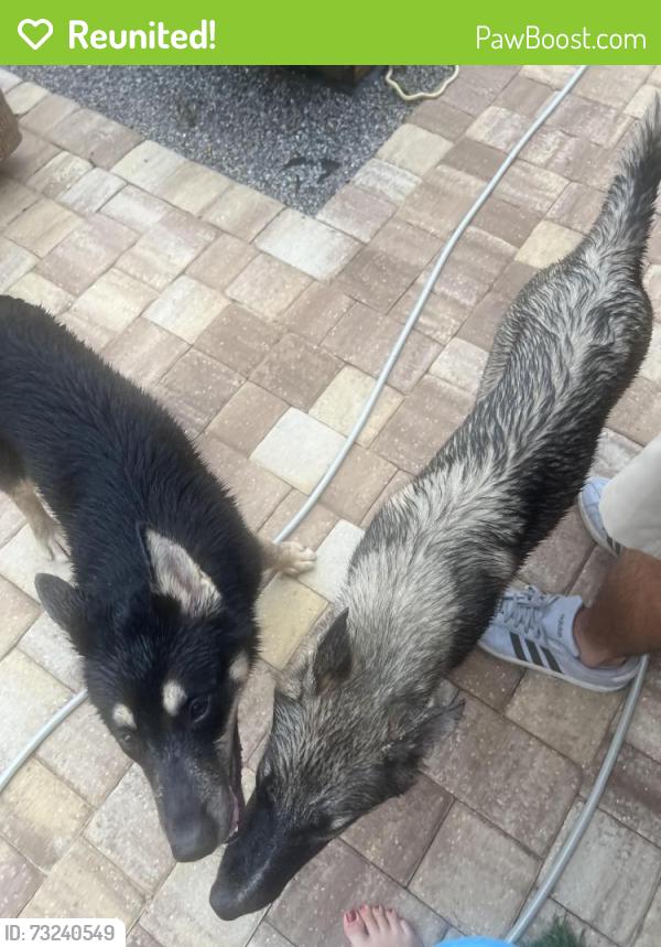 Reunited Male Dog last seen Moody and Peoria, Orange Park, FL 32065