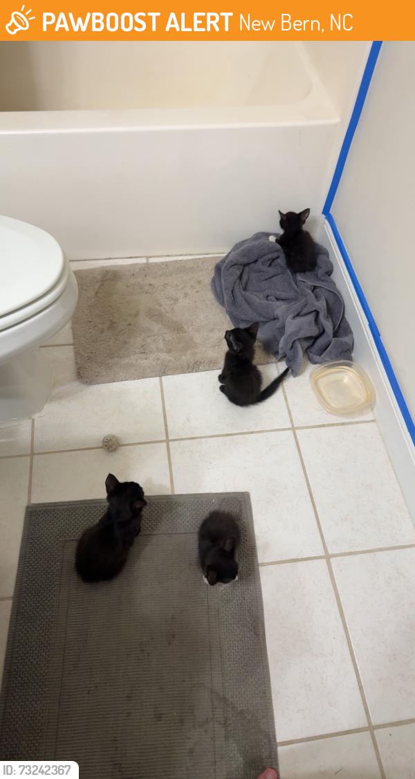 Found/Stray Unknown Cat last seen County line rd, New Bern, NC 28562