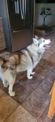 Reunited Male Dog last seen Forest Bend Neighborhood, Friendswood, TX 77546