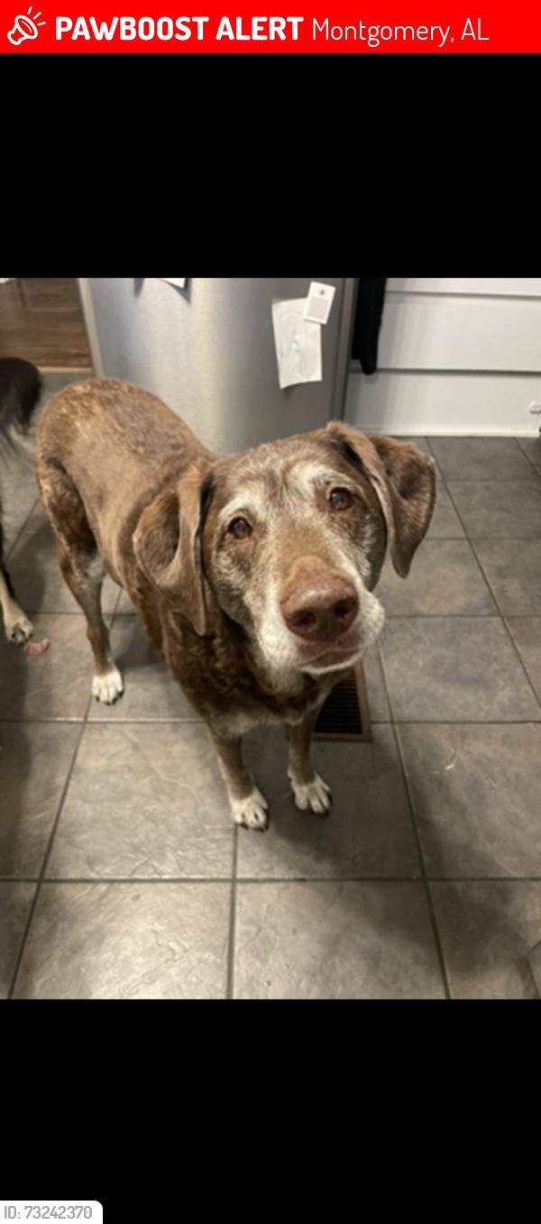 Lost Male Dog last seen Carter Hill, Zelda Rd, Montgomery, AL 36106