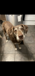 Lost Male Dog last seen Carter Hill, Zelda Rd, Montgomery, AL 36106