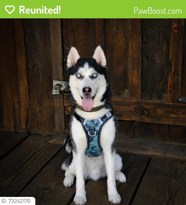 Reunited Male Dog last seen Greenback and Mariposa, Citrus Heights, CA 95610