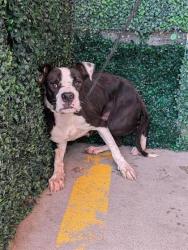 Shelter Stray Female Dog last seen Near MARSHALL, CITY of El Paso, TX, 5001 Fred Wilson Ave, El Paso, TX 79906, USA