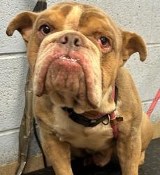 Shelter Stray Male Dog last seen Near Springtree Ct W, 30038, GA, 3280 Chamblee Dunwoody Rd, Chamblee, GA 30341, USA