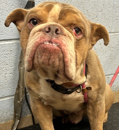 Shelter Stray Male Dog last seen Near Springtree Ct W, 30038, GA, 3280 Chamblee Dunwoody Rd, Chamblee, GA 30341, USA