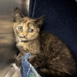 Shelter Stray Female Cat last seen Sun Valley Parkway, Belleville, Village of, WI, 5132 Voges Rd, Madison, WI 53718, USA