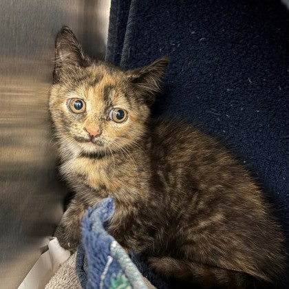 Shelter Stray Female Cat last seen Sun Valley Parkway, Belleville, Village of, WI, 5132 Voges Rd, Madison, WI 53718, USA