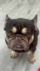 Lost Male Dog last seen oyo hotel, Wade, NC 28395