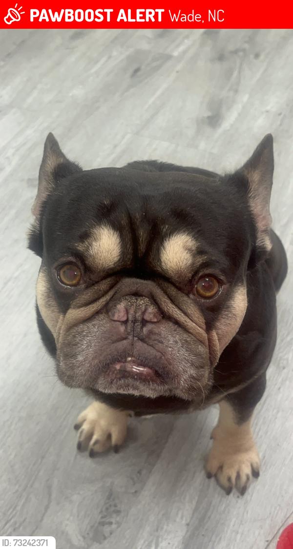 Lost Male Dog last seen oyo hotel, Wade, NC 28395