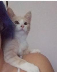 Reunited Male Cat last seen Eagle view drive granite falls, Granite Falls, WA 98252