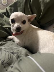 Reunited Female Dog last seen kelly way canutillo, Canutillo, TX 79835