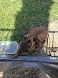 Lost Male Dog last seen Palm drive and mission lakes desert hot springs ca 92240, Desert Hot Springs, CA 92240