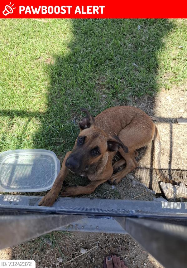 Lost Male Dog last seen Palm drive and mission lakes desert hot springs ca 92240, Desert Hot Springs, CA 92240