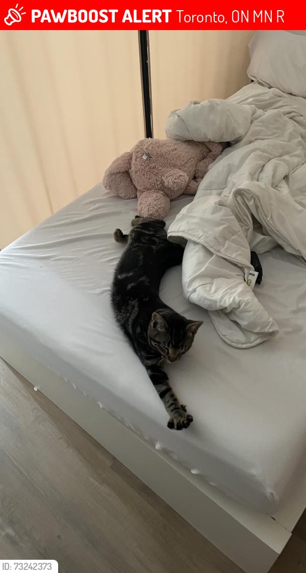 Lost Male Cat last seen Jane and Finch, Toronto, ON M3N 1R2