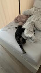 Lost Male Cat last seen Jane and Finch, Toronto, ON M3N 1R2