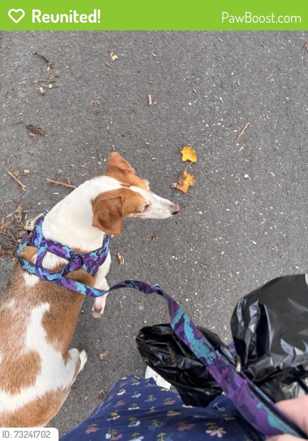 Reunited Female Dog last seen Poplar hill and fairway, Annapolis, MD 21409