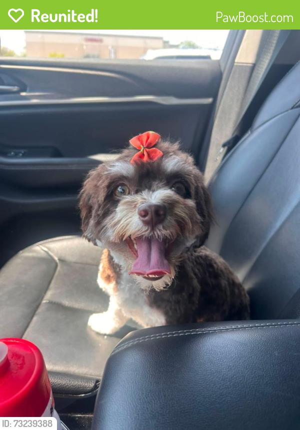 Reunited Female Dog last seen Ravens Crest, Mt. Juliet, TN 37122