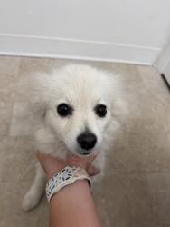 Found/Stray Female Dog last seen Susie Way, South San Francisco, CA 94080