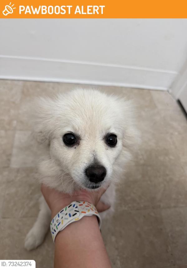Found/Stray Female Dog last seen Susie Way, South San Francisco, CA 94080
