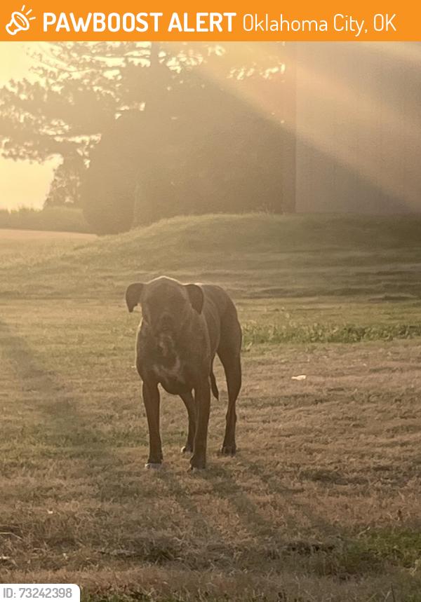 Found/Stray Male Dog last seen Cemetery at Kelley & Memorial, Oklahoma City, OK 73131