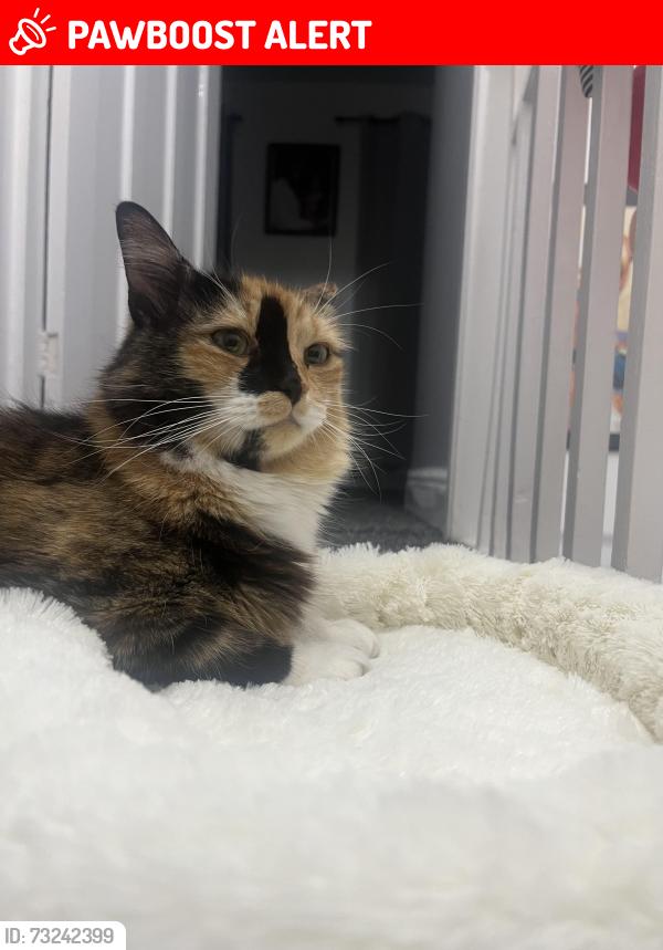 Lost Female Cat last seen Kings Road, West Yorkshire, England BD2 1EA