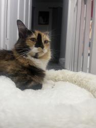 Lost Female Cat last seen Kings Road, West Yorkshire, England BD2 1EA