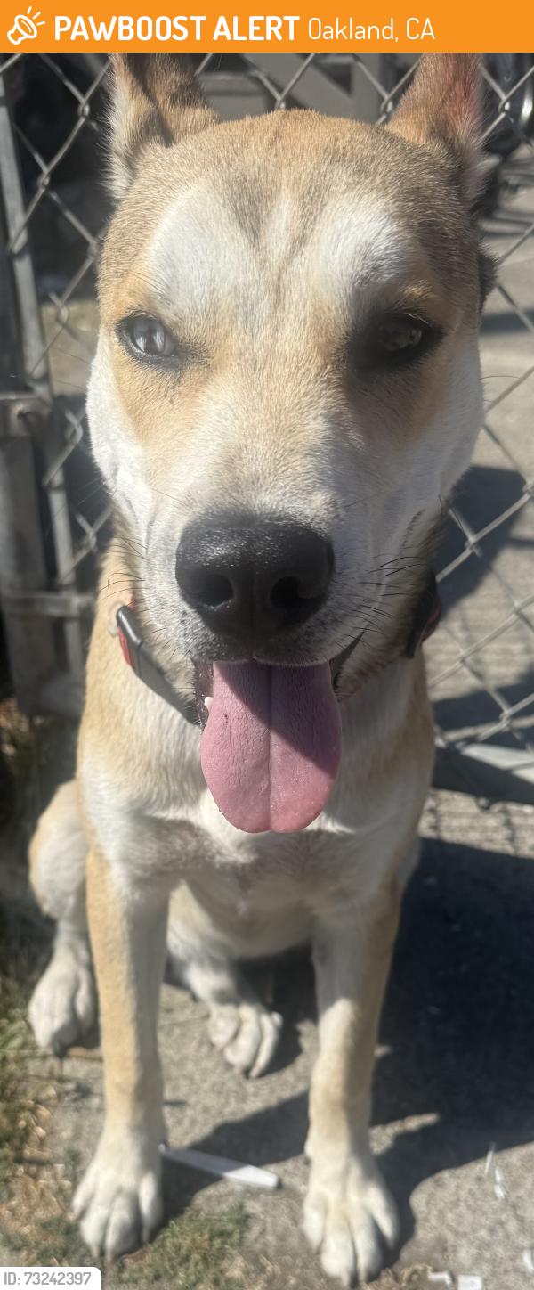 Found/Stray Male Dog last seen He on 84 and B street, Oakland, CA 94621