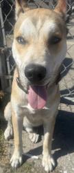Found/Stray Male Dog last seen He on 84 and B street, Oakland, CA 94621
