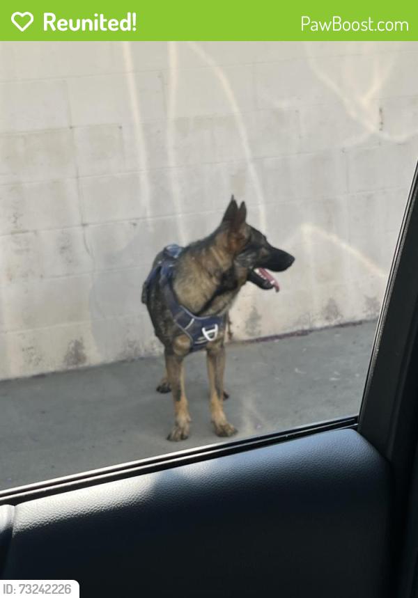 Reunited Unknown Dog last seen Traveling from Pico and Mount Vernon to Van Buren in observation Drive this morning someone caught him he will be scanned for a chip, Grand Terrace, CA 92313