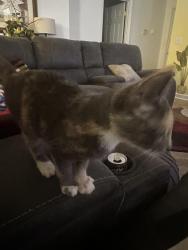 Found/Stray Female Cat last seen Club and Jeffery Lane Pt, High Point, NC 27265