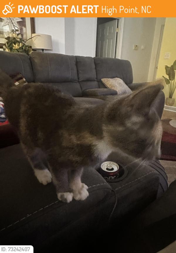 Found/Stray Female Cat last seen Club and Jeffery Lane Pt, High Point, NC 27265