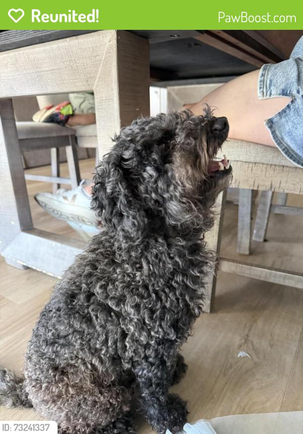 Reunited Male Dog last seen Chadsey Dr. & Nanry St., Whittier, CA 90603