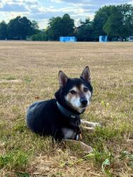 Reunited Male Dog last seen walking SOUTH from Enfield High St on Friday night, towards Palmers Green or Winchmore Hill., Enfield, England 