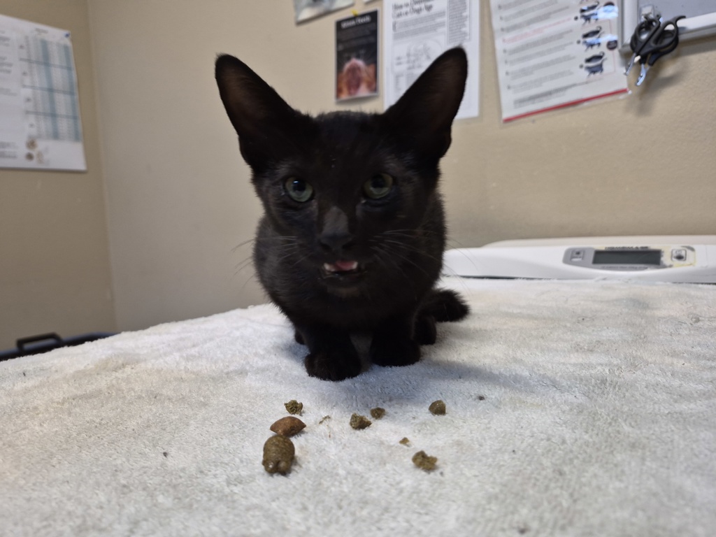 Shelter Stray Male Cat last seen Oceanside Boulevard, Oceanside, CA, 92056, Oceanside, CA 92058, USA
