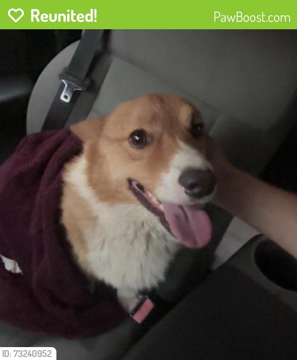 Reunited Unknown Dog last seen 6 Mile Rd, Athens, MI 49011