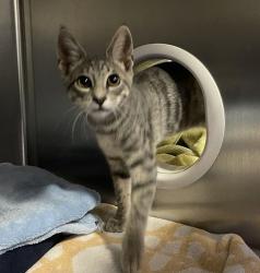 Shelter Stray Male Cat last seen Near Gamble Street, Escondido, CA, 92026, Escondido, CA 92027, USA