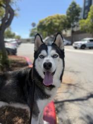 Shelter Stray Male Dog last seen Not Provided., San Diego, CA, 92110, 5500 Gaines St, San Diego, CA 92110, USA