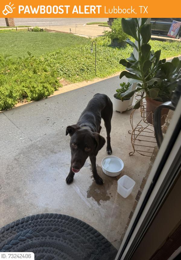 Found/Stray Male Dog last seen 62nd Quaker ave, Lubbock, TX 79414