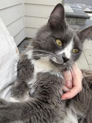 Found/Stray Female Cat last seen Larch way, Lynnwood, WA 98037