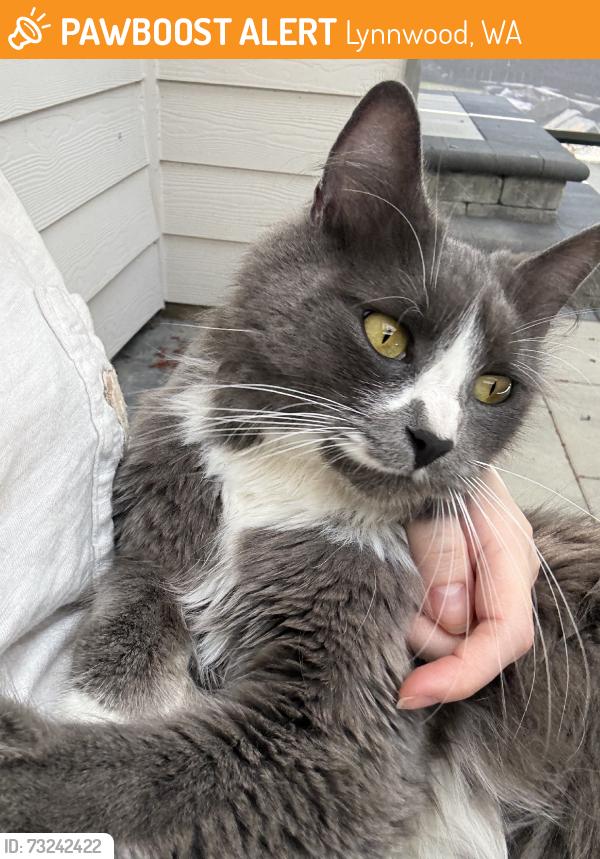 Found/Stray Female Cat last seen Larch way, Lynnwood, WA 98037