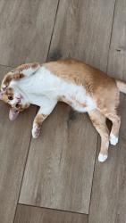 Lost Male Cat last seen Laman ara, Petaling Jaya, Selangor 