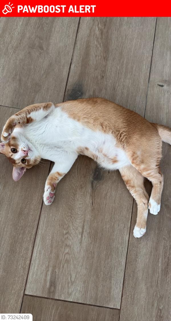 Lost Male Cat last seen Laman ara, Petaling Jaya, Selangor 