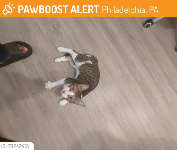 Found/Stray Male Cat last seen Near knox street, Philadelphia, PA 19144