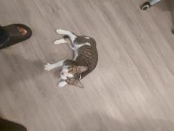 Found/Stray Male Cat last seen Near knox street, Philadelphia, PA 19144
