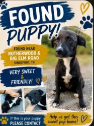 Found/Stray Female Dog last seen Rotherwood and Big Elm St., Kingsport, TN 37660